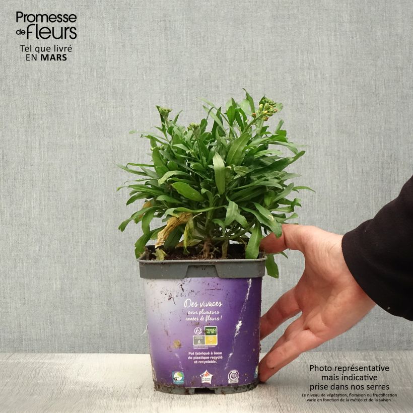 Erysimum cheiri Spice Island - Perennial Wallflower 2L/3L pot sample as delivered in spring