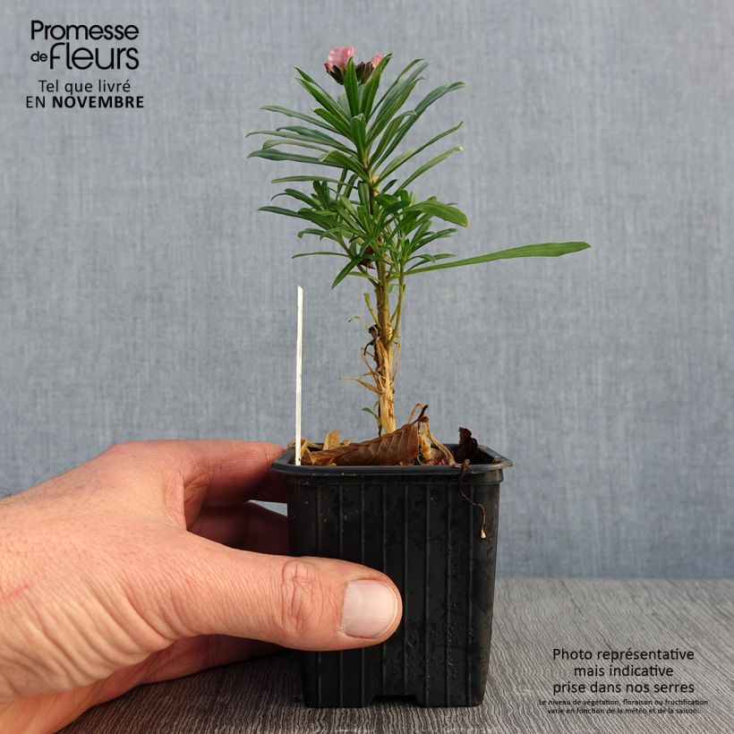 Erysimum Poem Lavender - Wallflower 8/9 cm pot sample as delivered in autumn