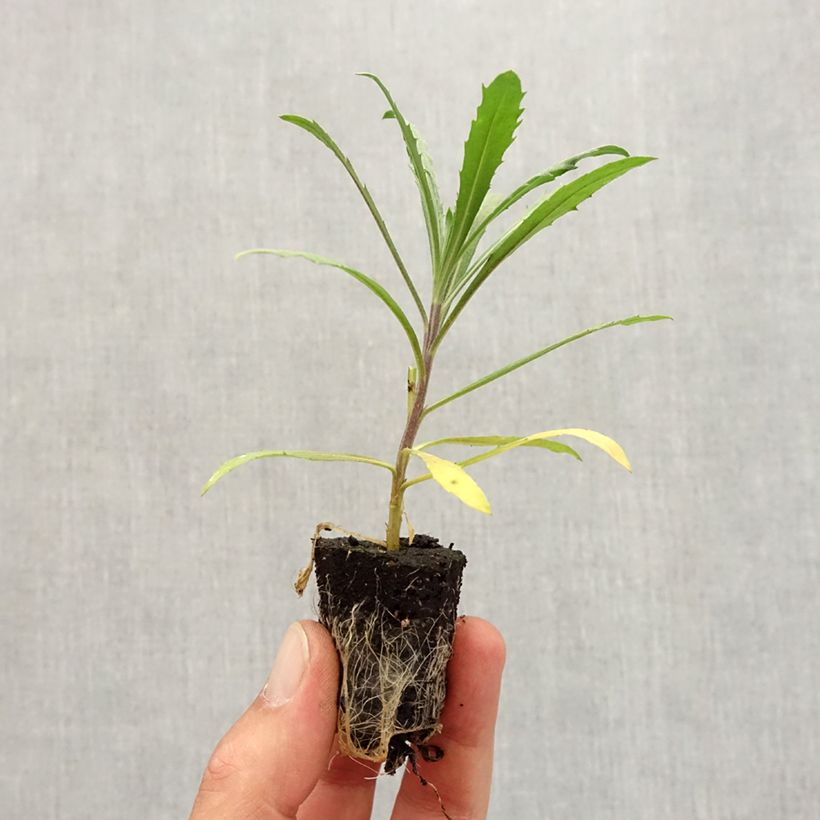 Erysimum Winter Joy Plug Plant  - Perennial Wallflower Plug plant 3/4cm sample as delivered in autumn