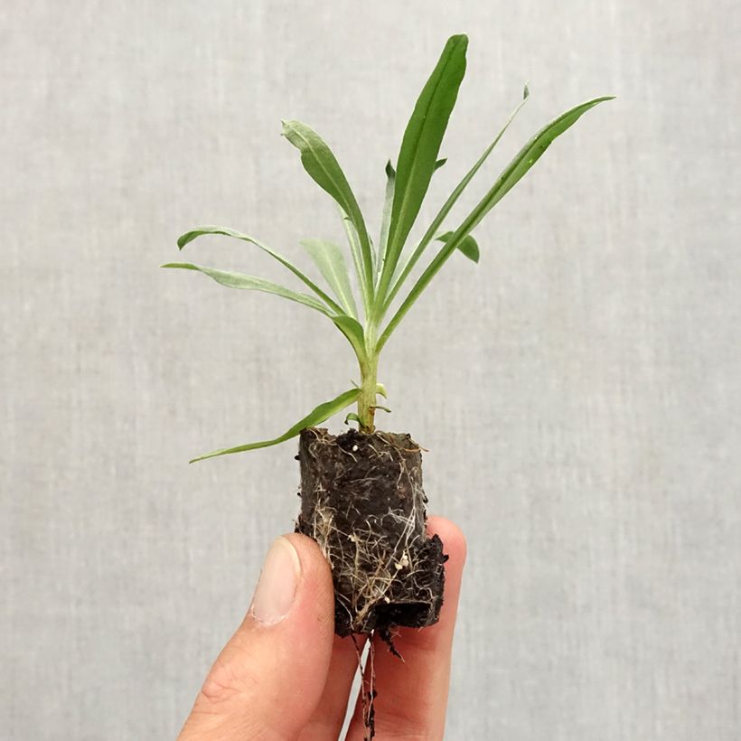 Erysimum Winter Passion - Perennial Wallflower Plug plant 3/4cm sample as delivered in autumn