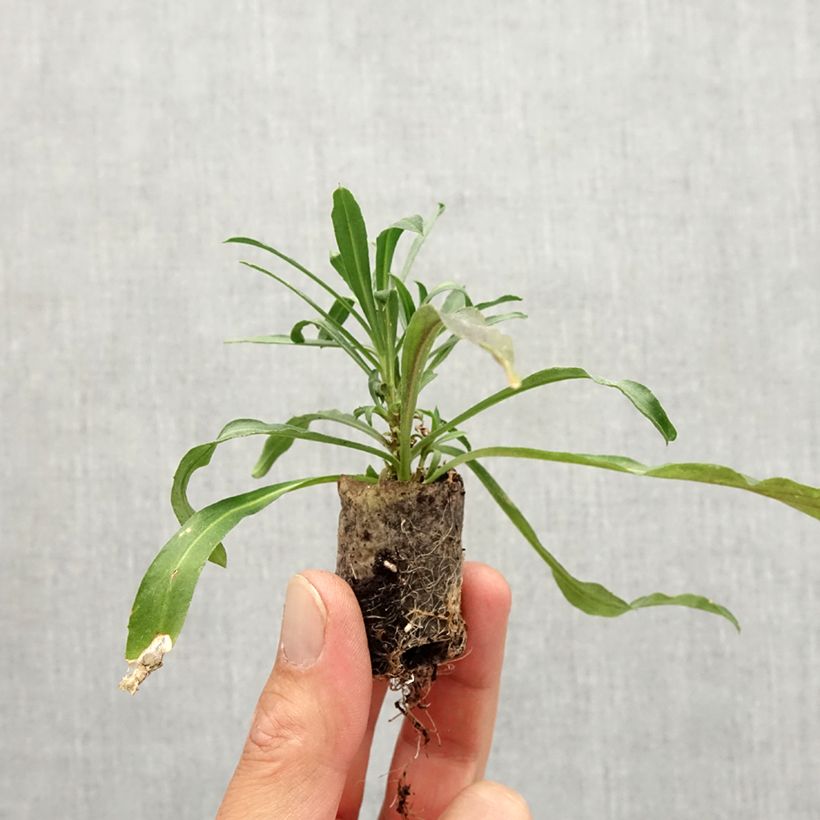 Erysimum Winter Spirit - Perennial Wallflower Plug plant 3/4cm sample as delivered in autumn