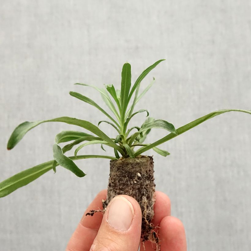 Erysimum Winter Touch - Wallflower Plug plant 3/4cm sample as delivered in autumn