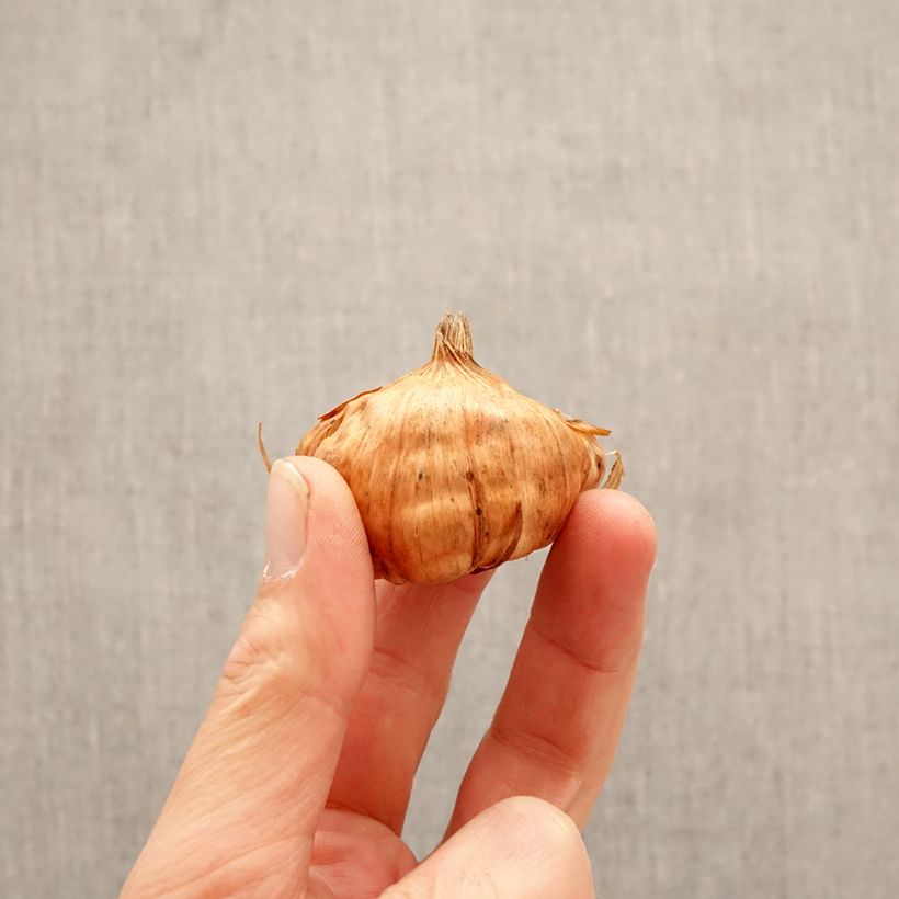 Gladiolus grandiflorus Apricot Beauty - Sword Lily Bulb size 10+ sample as delivered in spring