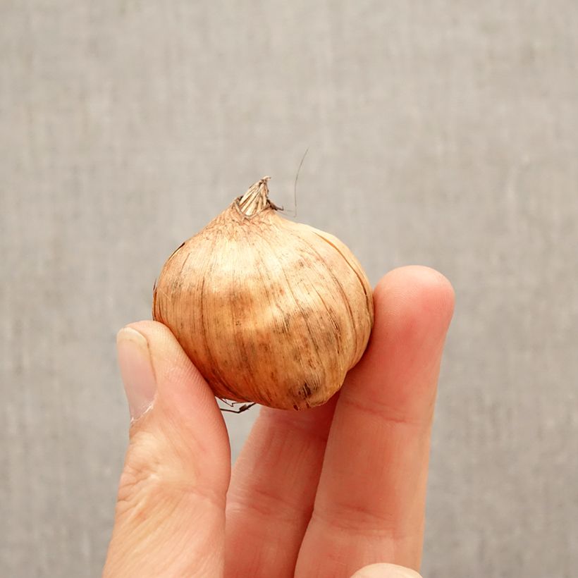 Gladiolus grandiflorus Cantate - Sword Lily Bulb size 10+ sample as delivered in spring