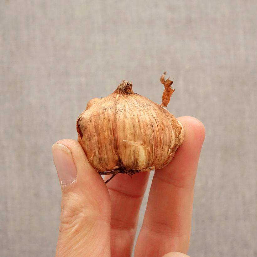 Gladiolus grandiflorus Cilesta - Sword Lily Bulb size 10+ sample as delivered in spring