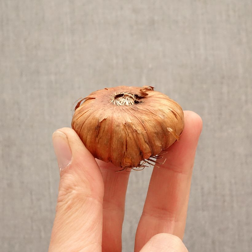 Gladiolus grandiflorus Georgia Peach - Sword Lily Bulb size 14+ sample as delivered in spring