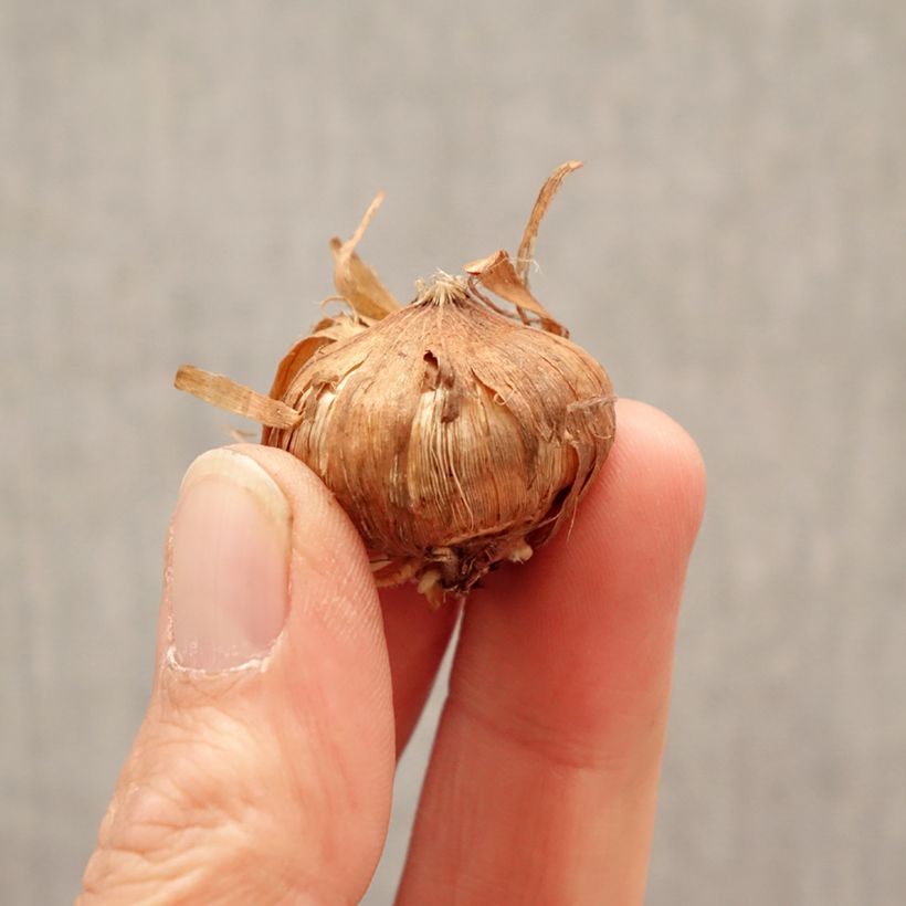 Gladiolus x grandiflorus Blondy - Sword Lily Bulb size 8+ sample as delivered in spring