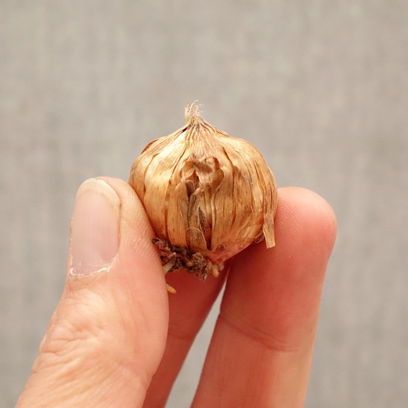 Gladiolus x grandiflorus Jenny - Sword Lily Bulb size 8+ sample as delivered in spring