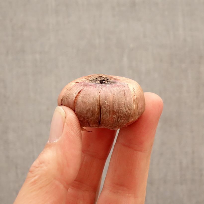 Gladiolus x grandiflorus Nori - Sword Lily Bulb size 12+ sample as delivered in spring