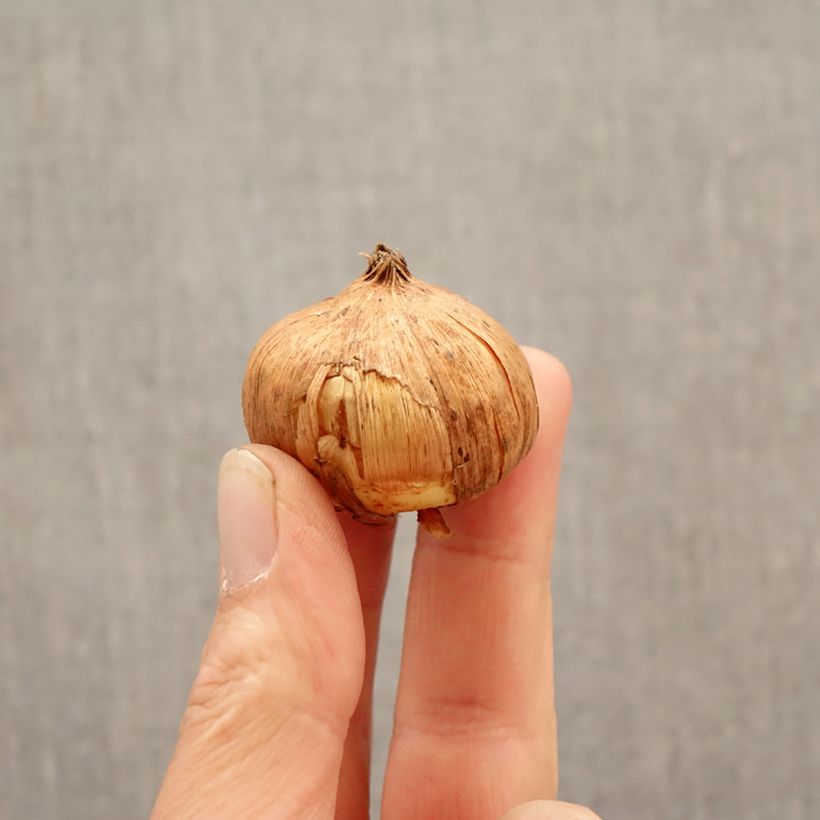 Gladiolus grandiflorus Sunglow - Sword Lily Bulb size 12/14 sample as delivered in spring