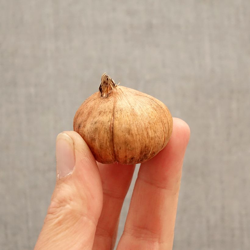 Gladiolus grandiflorus Triton - Sword Lily Bulb size 12/14 sample as delivered in spring