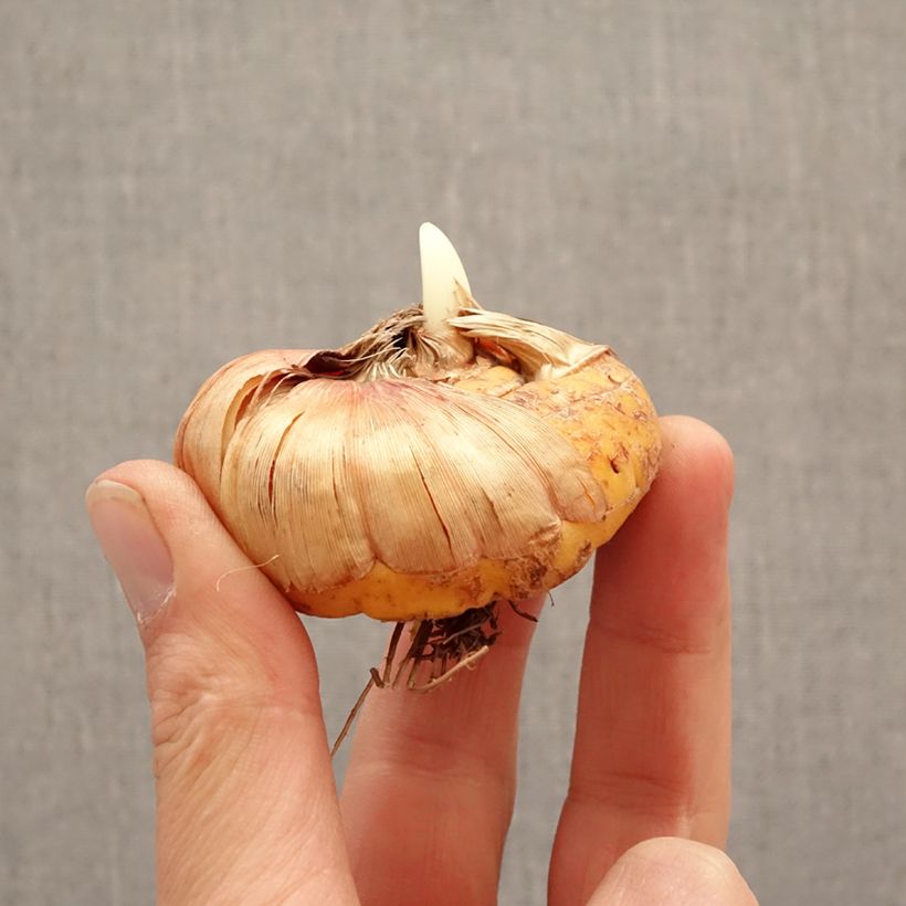 Gladiolus grandiflorus Vista - Sword Lily Bulb size 14+ sample as delivered in spring