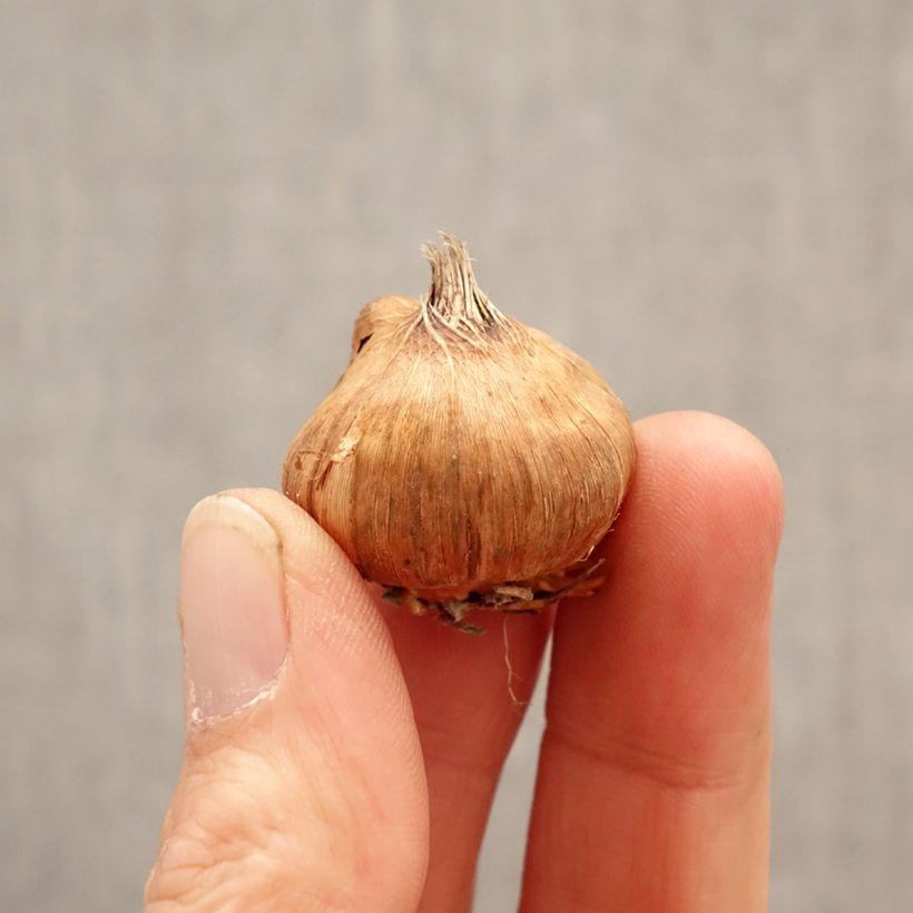 Gladiolus grandiflorus Lia - Sword Lily Bulb size 8+ sample as delivered in spring