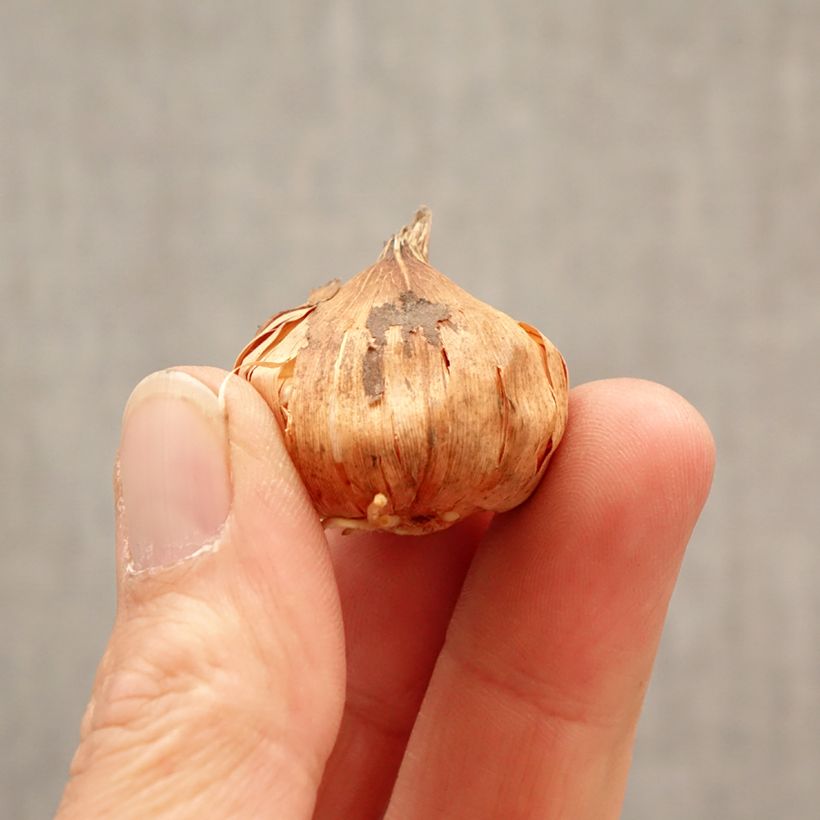 Gladiolus grandiflorus Tina - Sword Lily Bulb size 8+ sample as delivered in spring