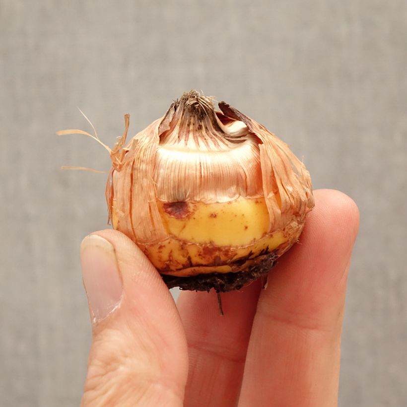 Gladiolus Circus Club - Sword Lily Bulb size 14+ sample as delivered in spring