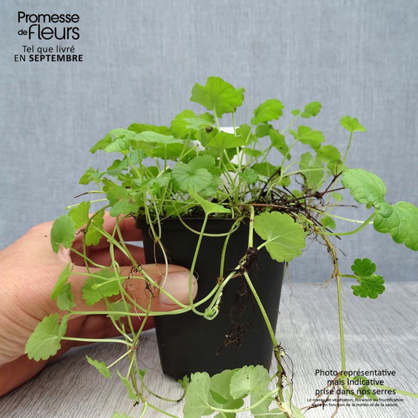 Glechoma hederacea - Ground Ivy 8/9 cm pot sample as delivered in autumn
