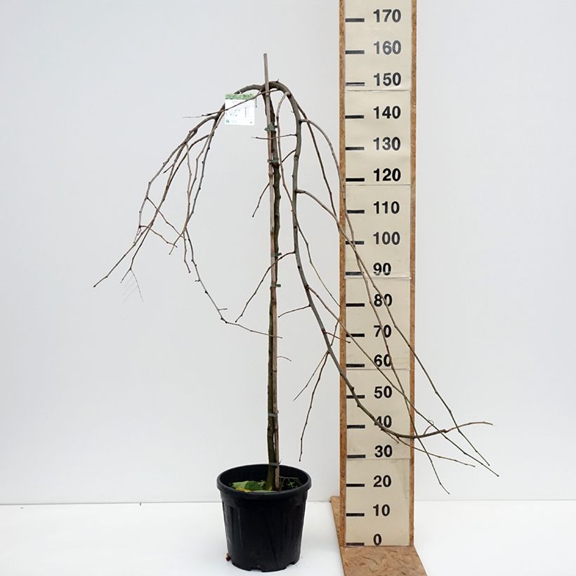 Gleditsia triacanthos var. inermis Emerald Cascade - Thornless Honeylocust 7.5L/10L pot, Standard sample as delivered in autumn