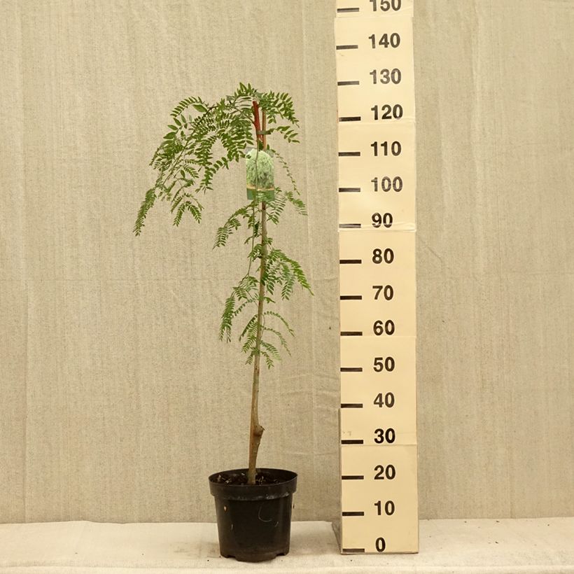 Gleditsia triacanthos var. inermis Emerald Cascade - Thornless Honeylocust 7.5L/10L pot sample as delivered in summer