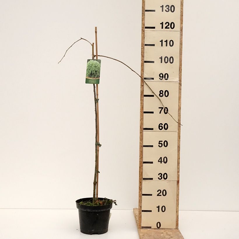Gleditsia triacanthos var. inermis Emerald Cascade - Thornless Honeylocust 7.5L/10L pot sample as delivered in winter