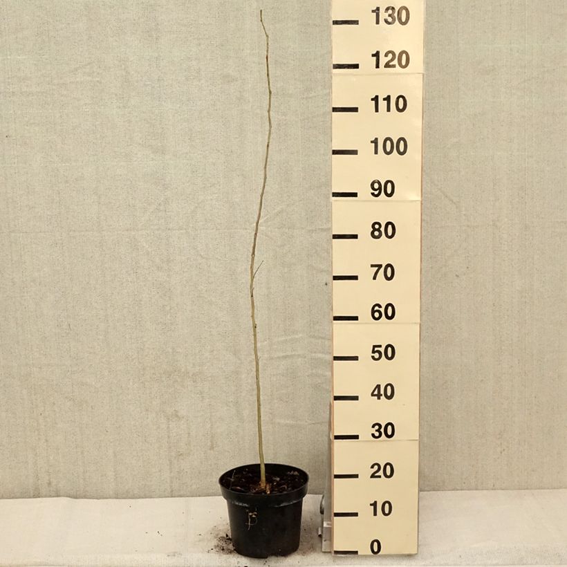 Gleditsia triacanthos - Thornless Honeylocust 4L/5L pot sample as delivered in spring