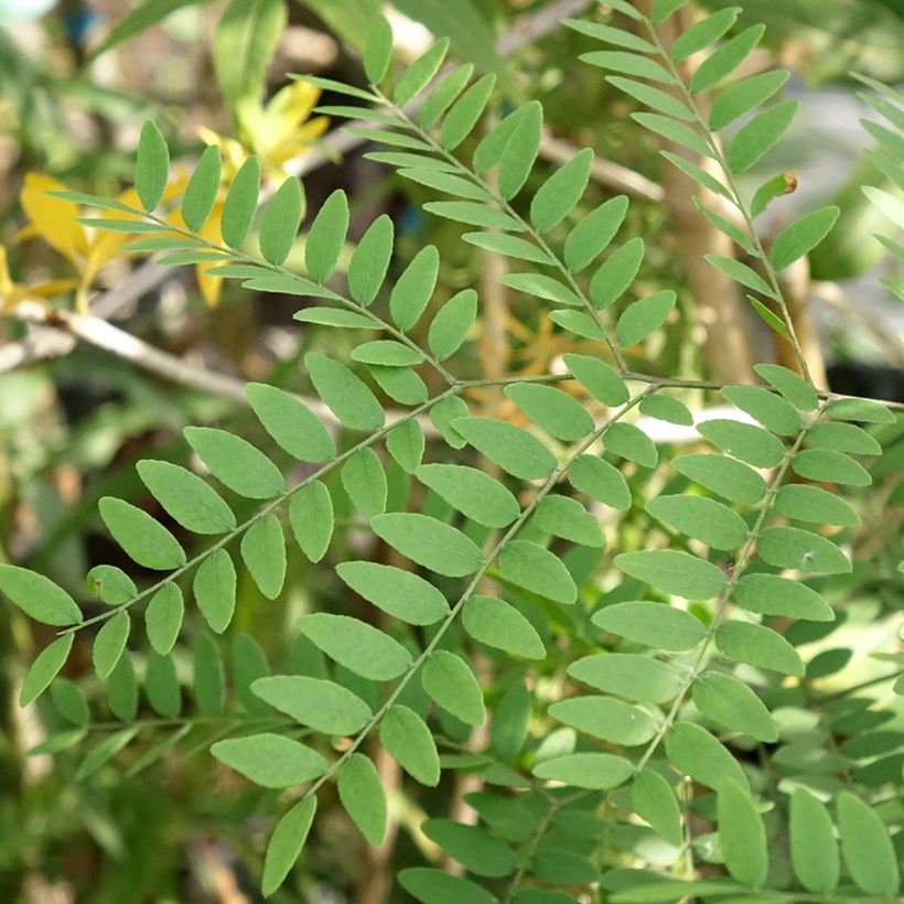 Gleditsia triacanthos Goofy  (Foliage)