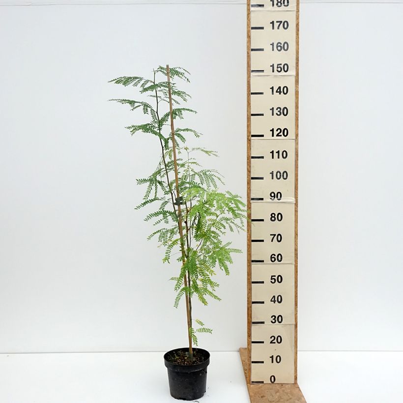Gleditsia triacanthos Goofy  7.5L/10L pot sample as delivered in summer