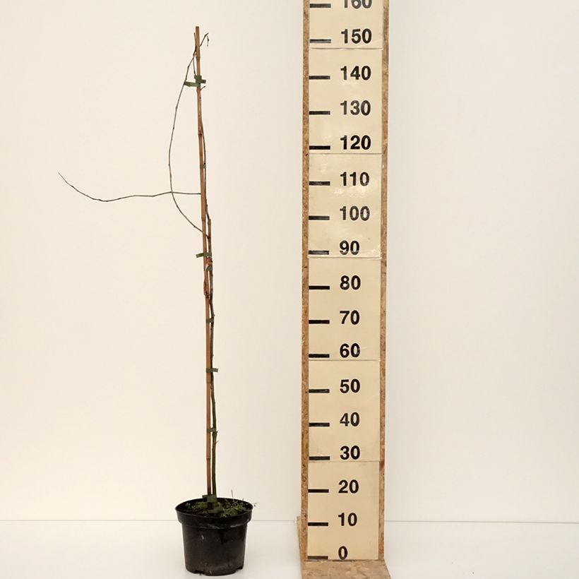 Gleditsia triacanthos Goofy  7.5L/10L pot sample as delivered in winter