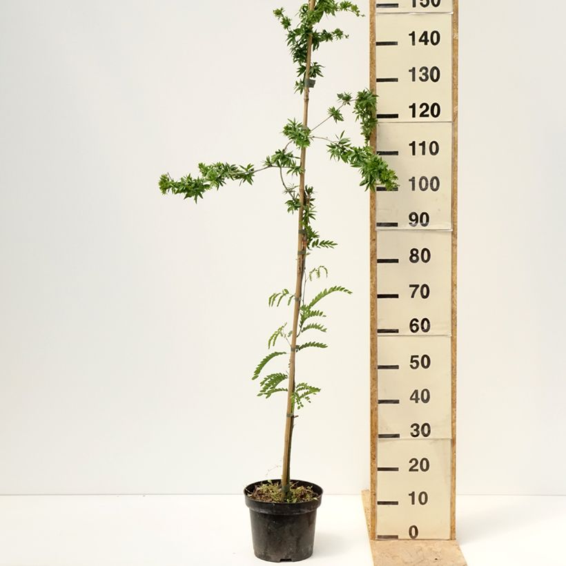 Gleditsia triacanthos Goofy  7.5L/10L pot sample as delivered in spring