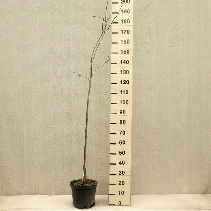 Gleditsia triacanthos f.inermis Shademaster - Honeylocust 7.5L/10L pot sample as delivered in autumn