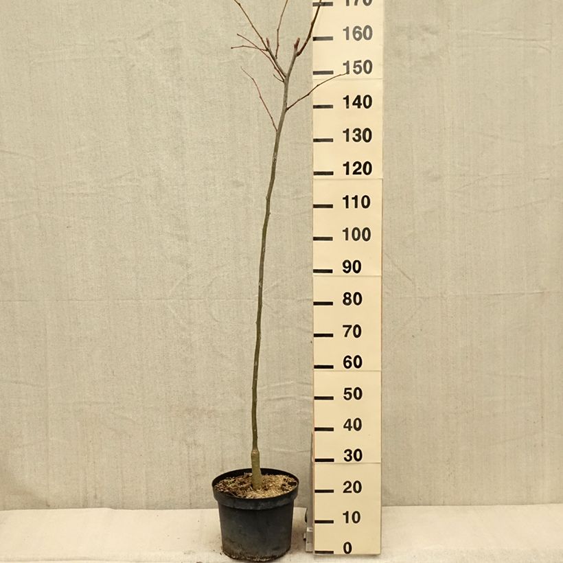 Gleditsia triacanthos f.inermis Shademaster - Honeylocust 7.5L/10L pot sample as delivered in spring
