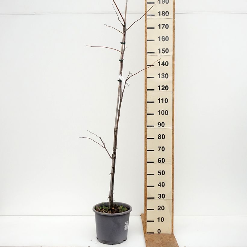 Gleditsia triacanthos f. inermis SKYLINE - Honeylocust 7.5L/10L pot, Sapling sample as delivered in autumn