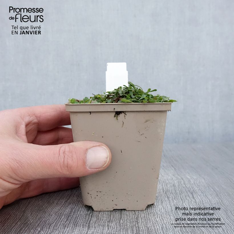 Globularia cordifolia 8/9 cm pot sample as delivered in winter