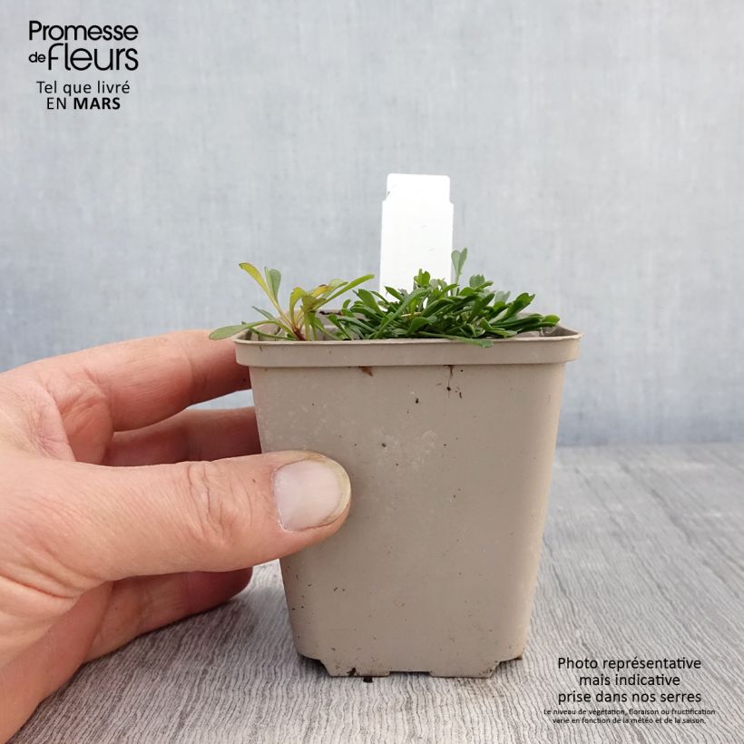 Globularia cordifolia 8/9 cm pot sample as delivered in spring