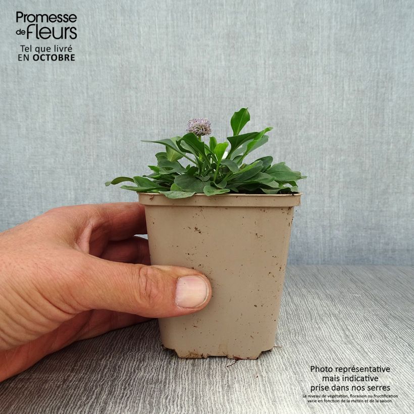 Globularia punctata 8/9 cm pot sample as delivered in autumn