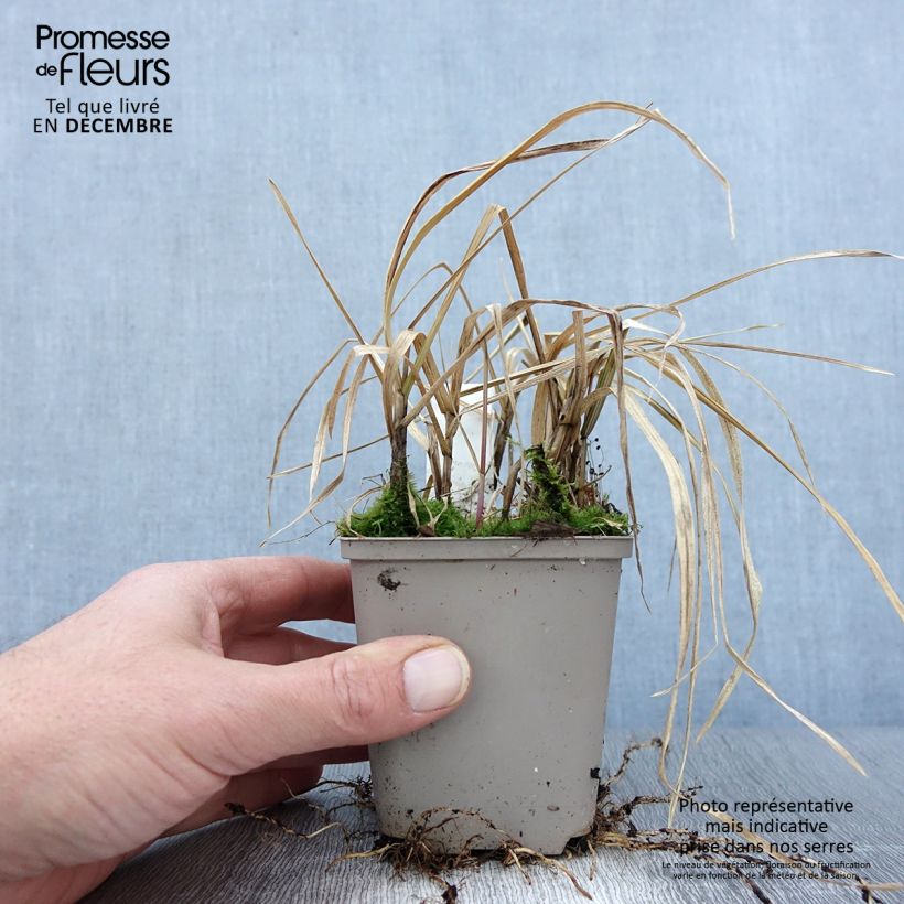 Glyceria maxima Variegata 8/9 cm pot sample as delivered in autumn