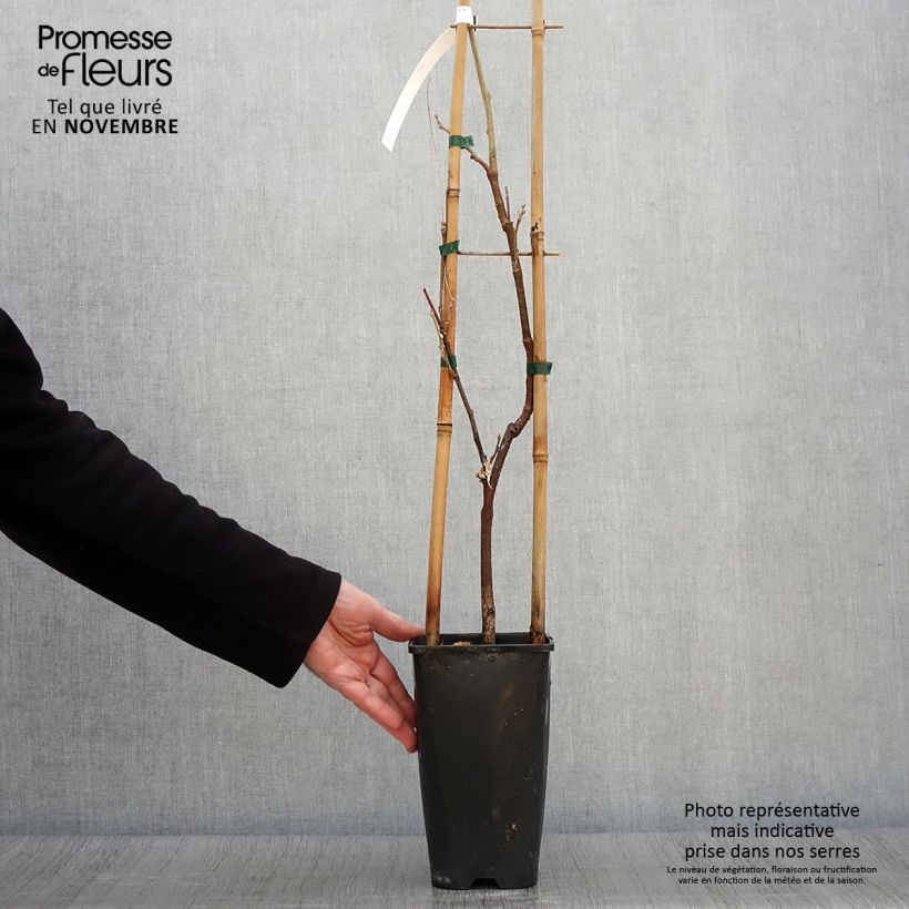Wisteria sinensis Caroline 2L/3L pot sample as delivered in autumn