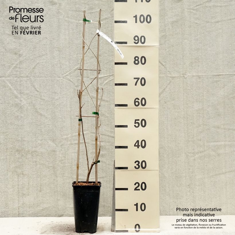 Wisteria sinensis Caroline 2L/3L pot sample as delivered in winter