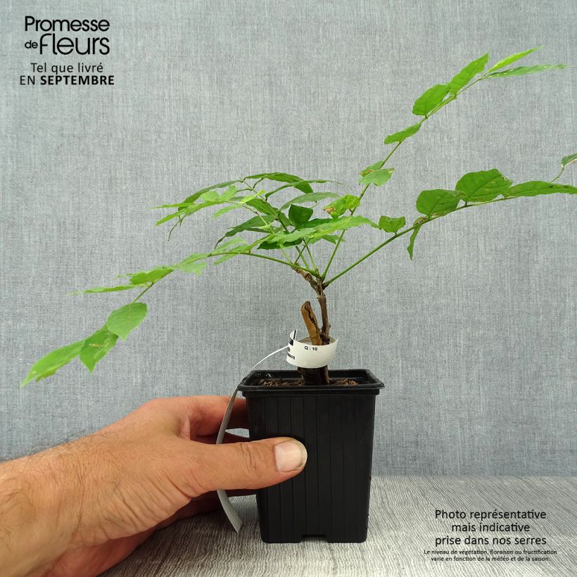 Wisteria sinensis Alba 8/9 cm pot sample as delivered in autumn