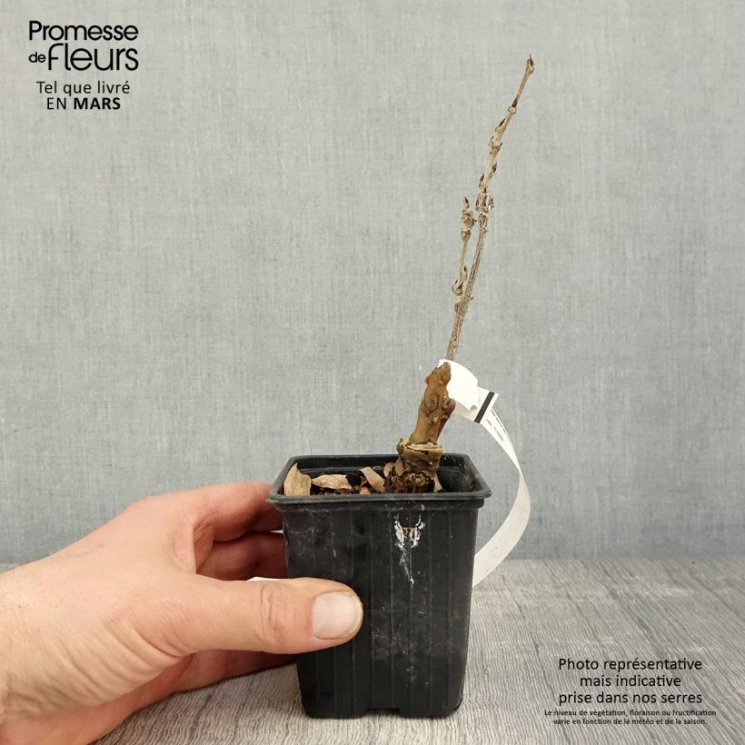 Wisteria sinensis Alba 8/9 cm pot sample as delivered in spring