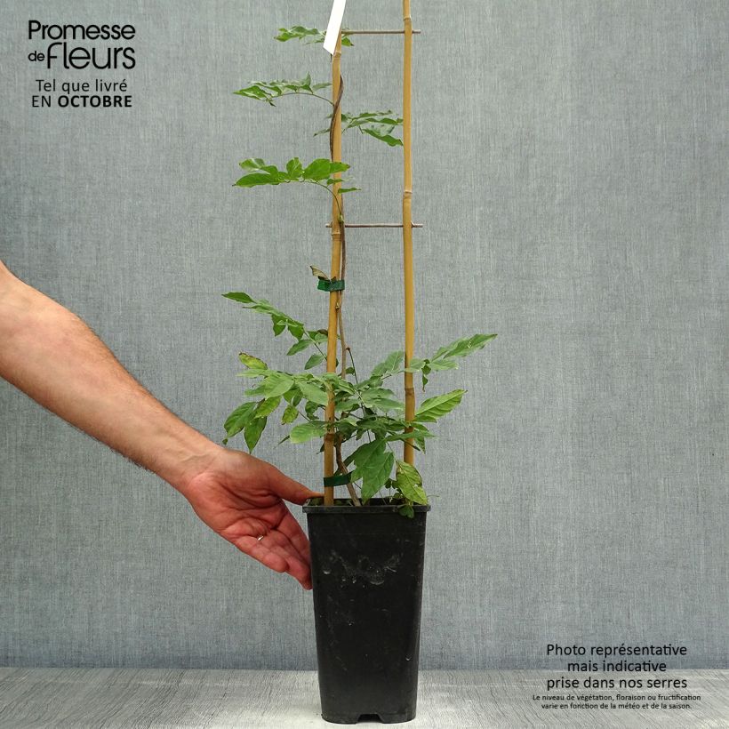 Wisteria sinensis Alba 2L/3L pot sample as delivered in autumn