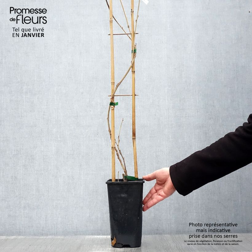 Wisteria sinensis Alba 2L/3L pot sample as delivered in winter