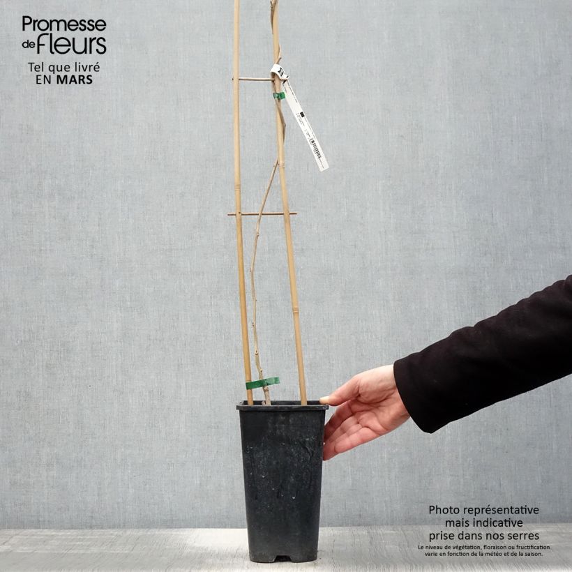 Wisteria sinensis Alba 2L/3L pot sample as delivered in spring