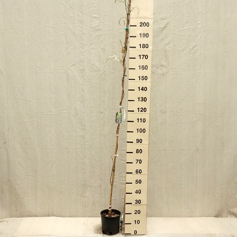 Wisteria sinensis Alba 3L/4L pot sample as delivered in spring