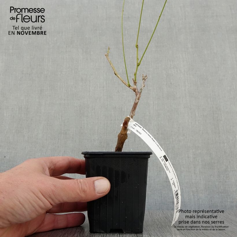 Wisteria sinensis  8/9 cm pot sample as delivered in autumn