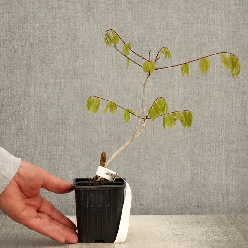 Wisteria sinensis  8/9 cm pot sample as delivered in spring