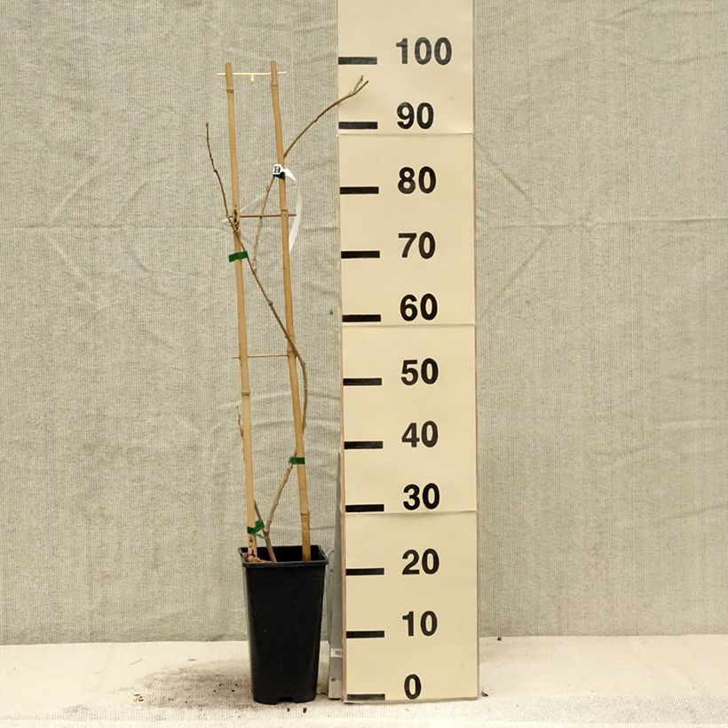 Wisteria sinensis Flore Pleno 3L/4L pot sample as delivered in spring