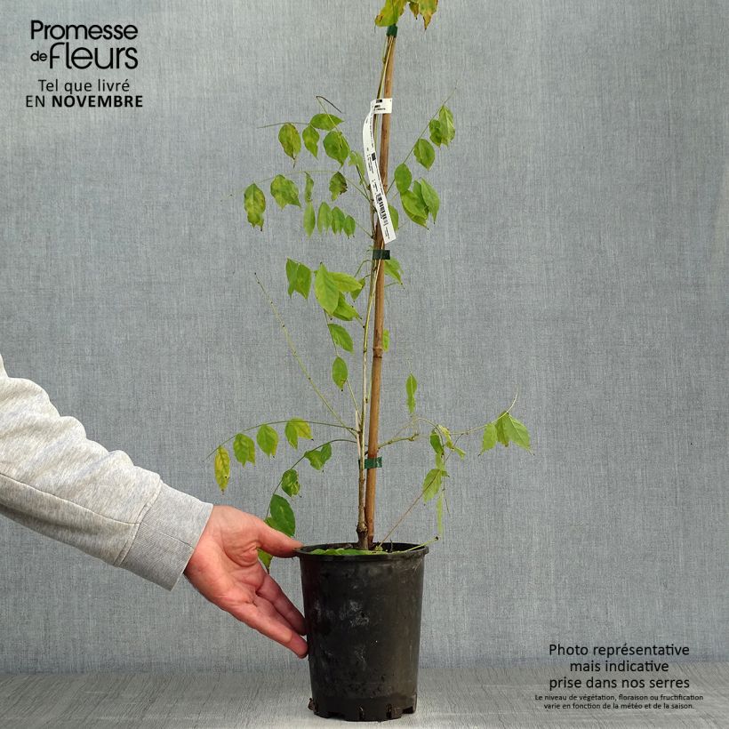 Wisteria sinensis  2L/3L pot sample as delivered in autumn