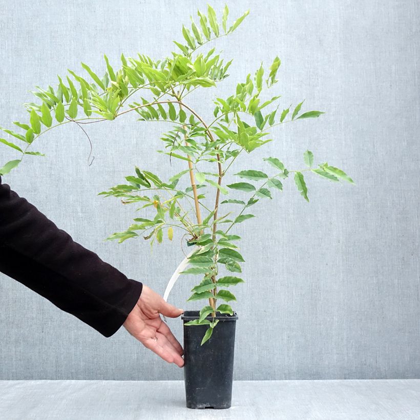 Wisteria x formosa  1.5L/2L pot sample as delivered in autumn