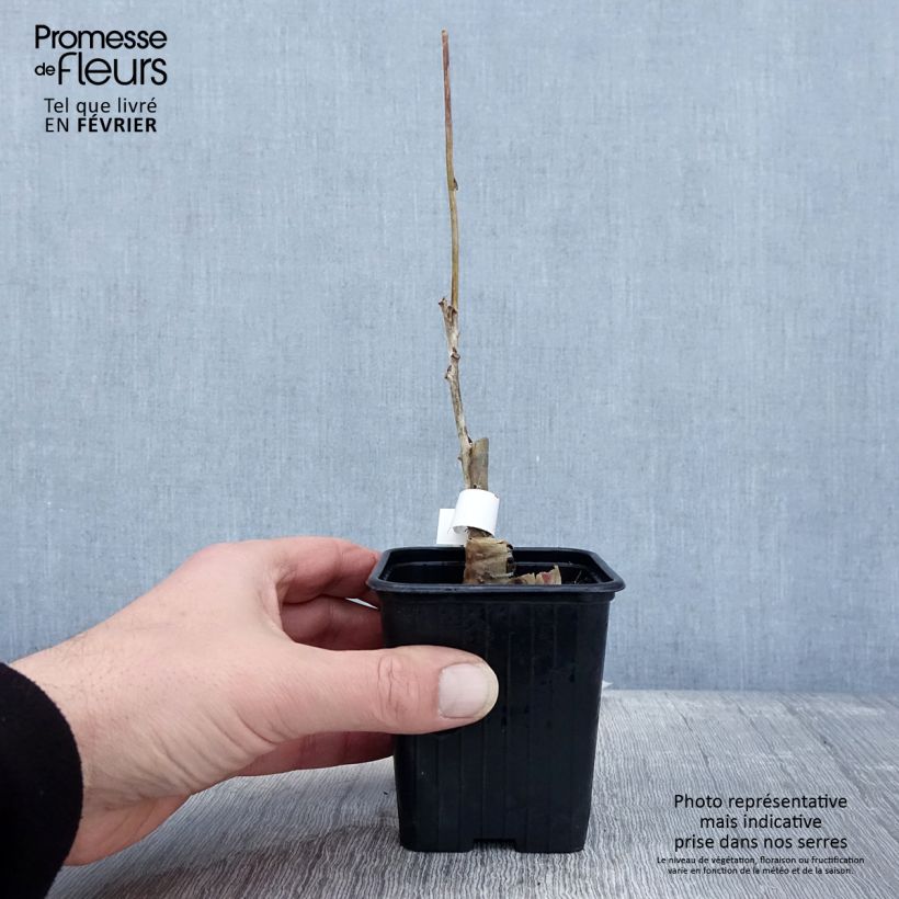 Wisteria floribunda Alba 8/9 cm pot sample as delivered in winter