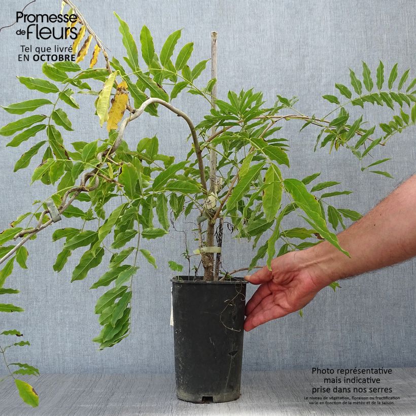 Wisteria floribunda Alba 2L/3L pot sample as delivered in autumn